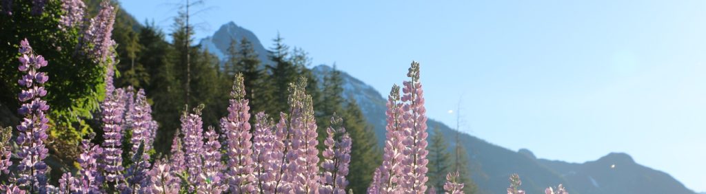 Lupine flowers with mountains