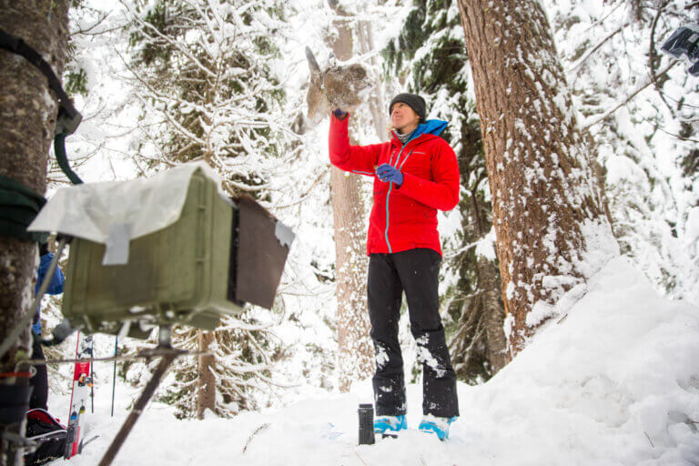 Cascade Wolverine Project - January | Holden Village