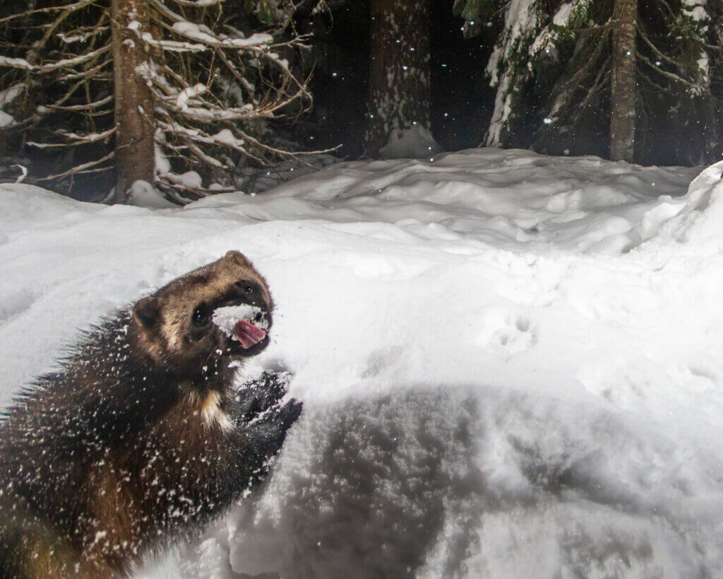 Cascades Wolverine Project | Holden Village